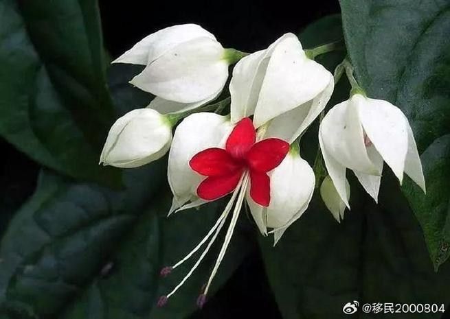 龙吐珠花适合卧室放吗,不适合卧室摆放容易缺氧