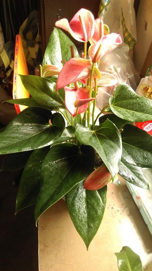 龙吐珠可以放在卧室吗?
