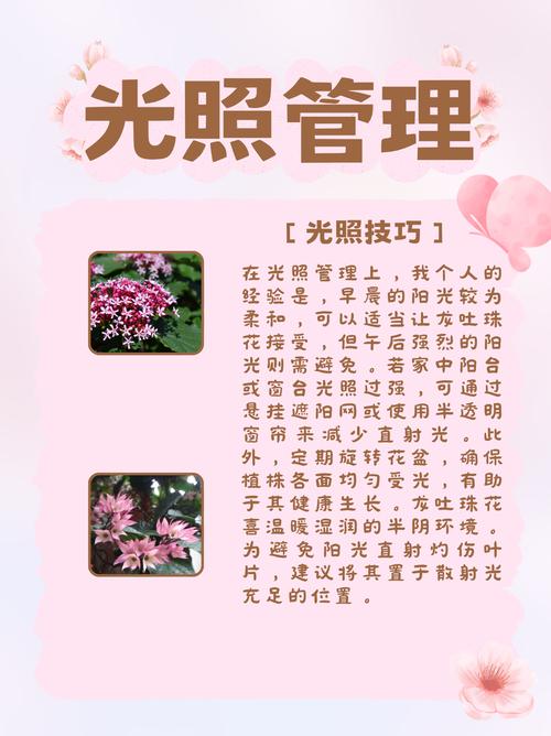 龙吐珠适合室内养殖吗