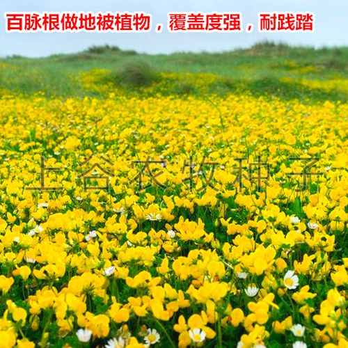 百脉根有怎样的绿肥价值?