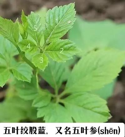 五叶草的功效与作用