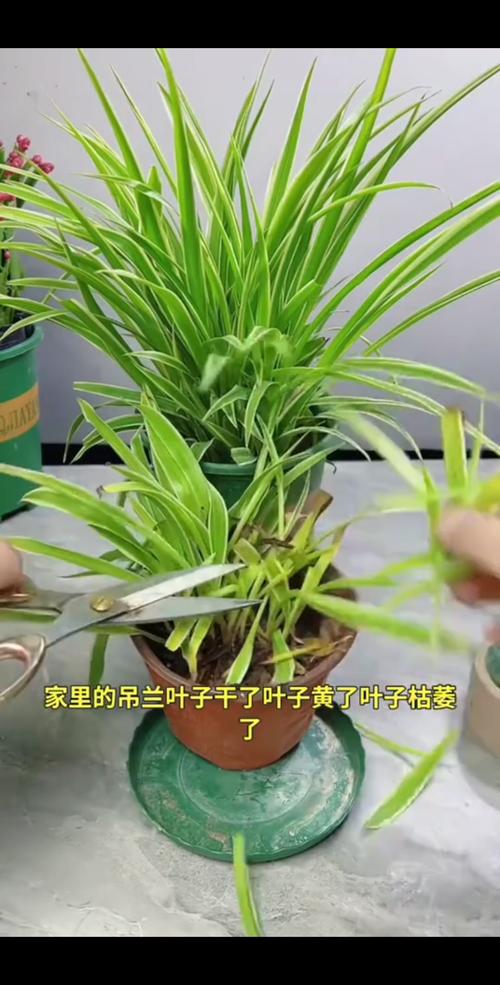 吊兰的叶子发黄,怎么办