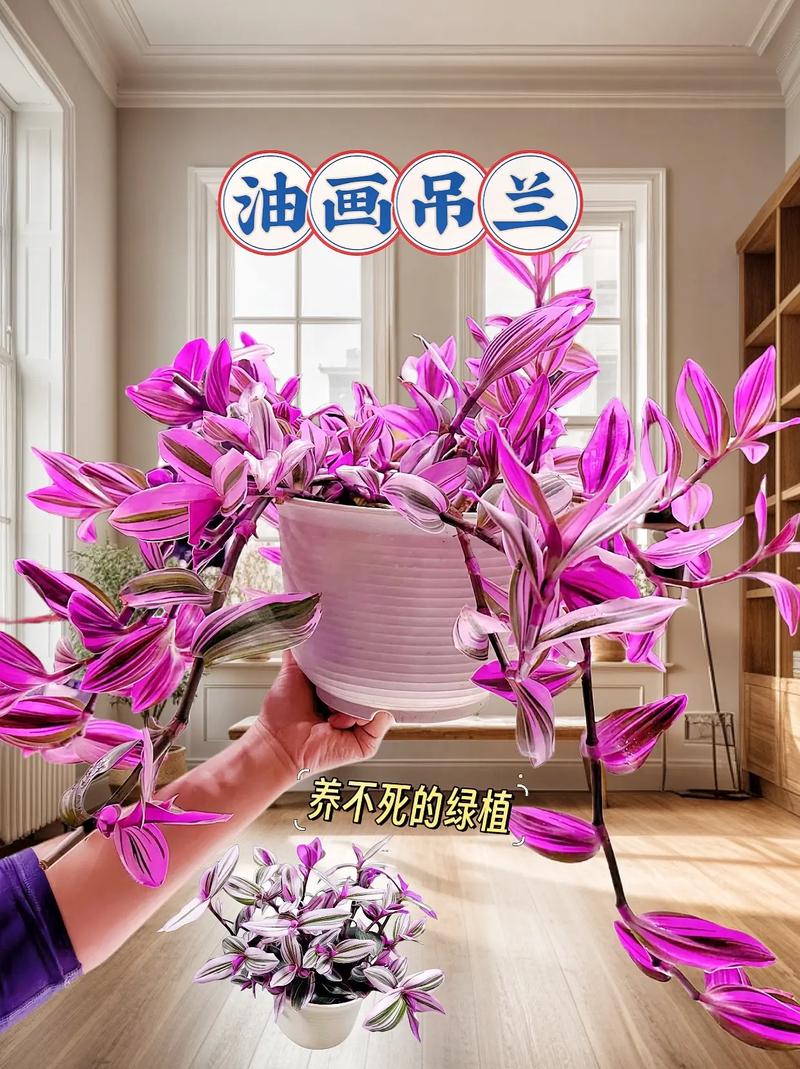吊兰叶子发黄、干尖、萎蔫?别担心,1招教你解决!