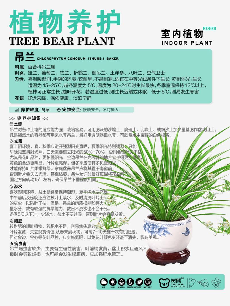 为什么我养的银边吊篮叶片发黄,叶尖焦枯呢?