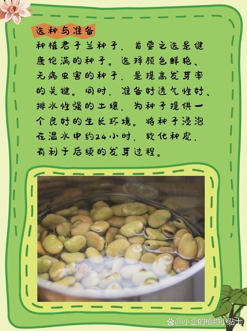 君子兰籽种植方法