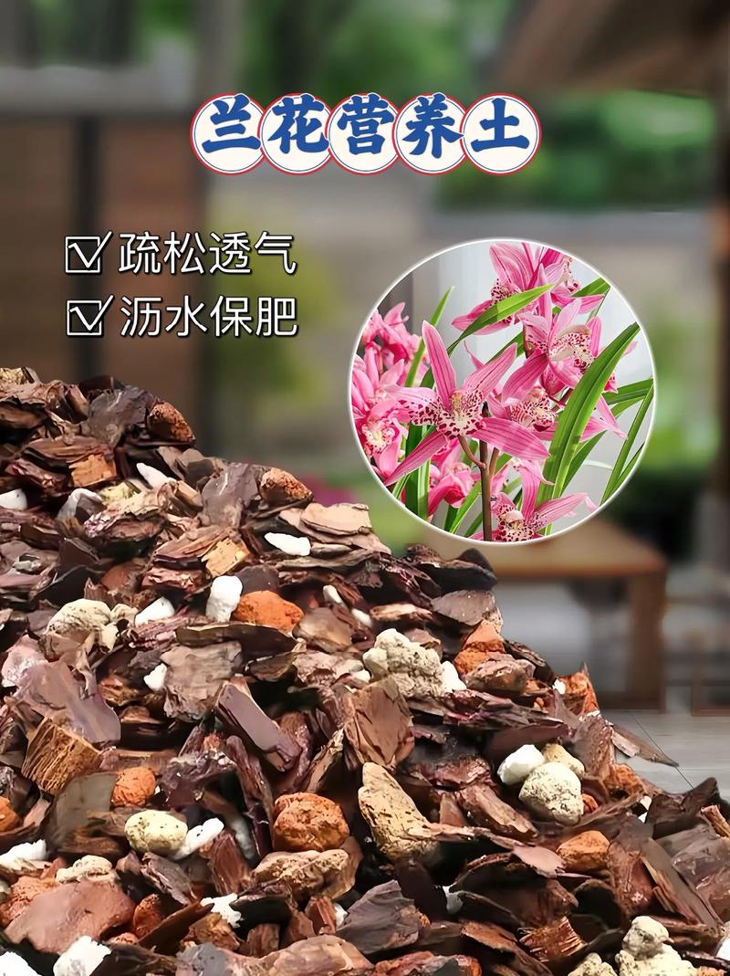 君子兰种子怎么种植?