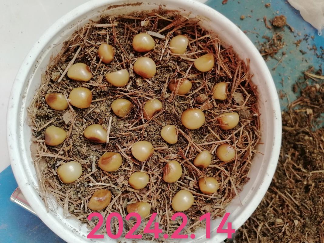 君子兰种子种植方法