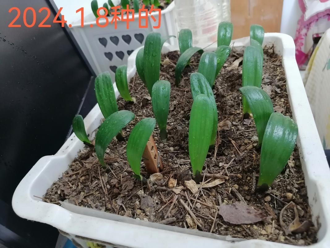 君子兰种子种植方法和种植时间