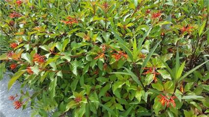 希茉莉常见病害及其防治方法