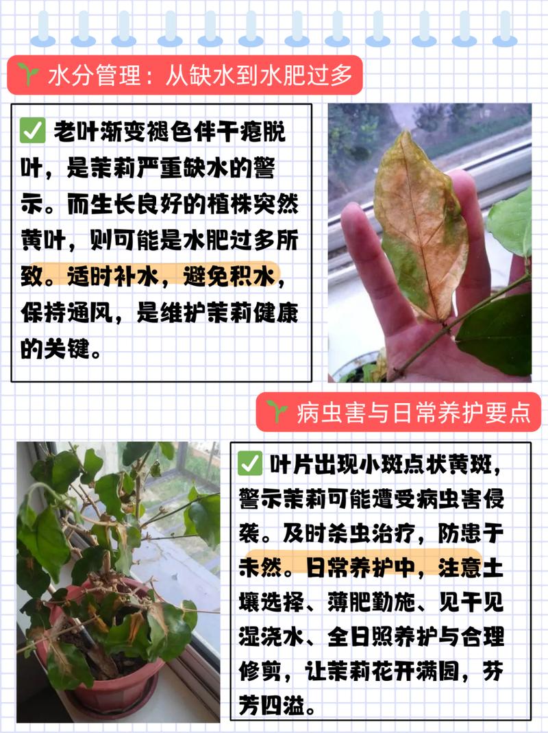 希茉莉病害有哪些