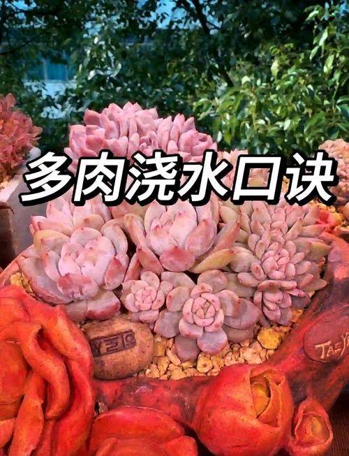 多肉浇水要浇透吗
