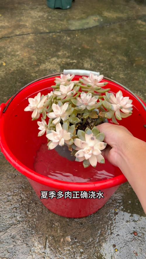 多肉植物浇水要浇透吗