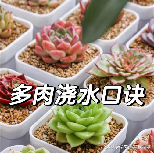 为什么多肉植物浇水要浇透