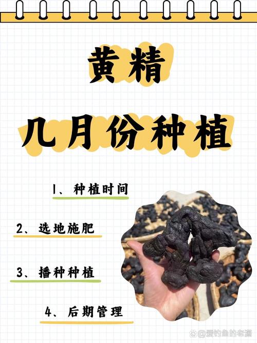 黄精种子怎么种植