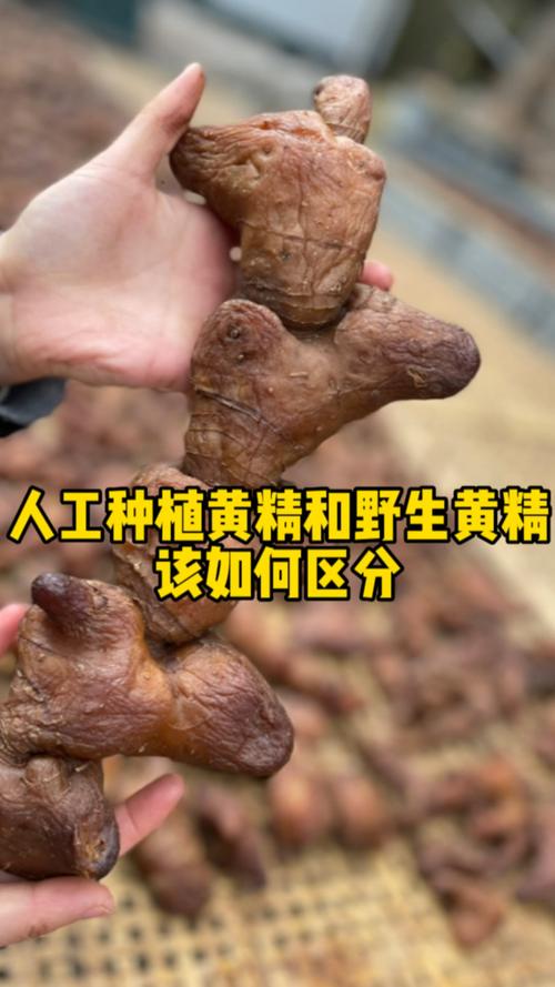 黄精怎么种植
