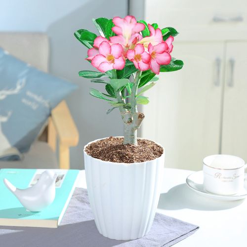 室内养什么植物比较好(盘点六种适合室内养的花卉)