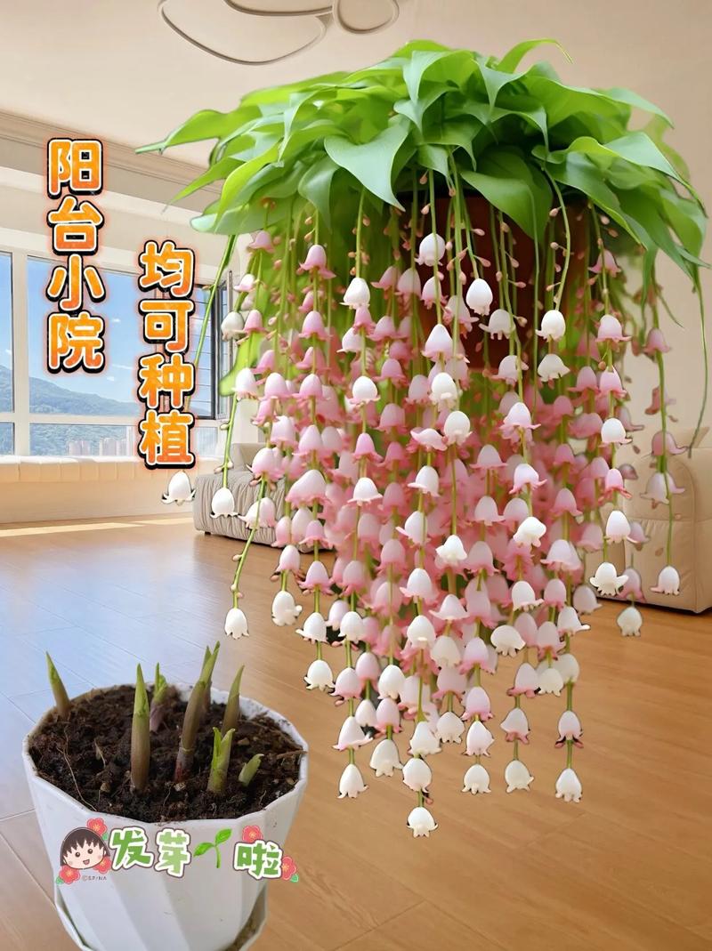 哪些花儿适合室内摆放