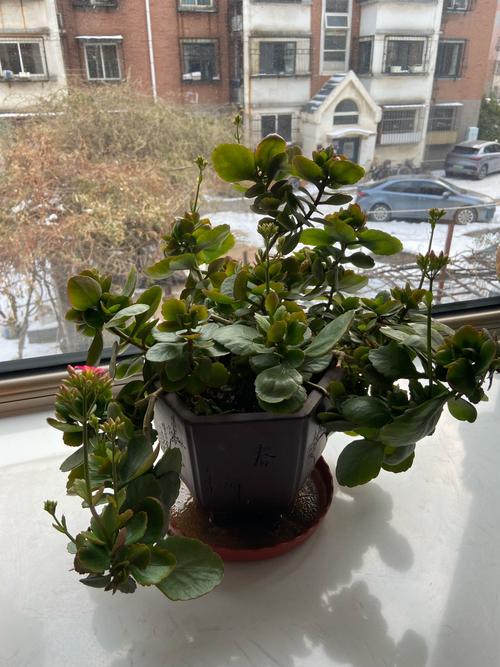 哪些花适合在室内放置并具有净化空气的作用?