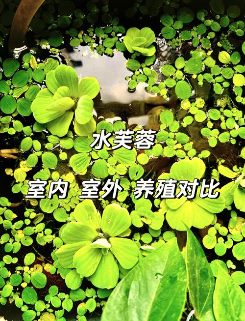 养殖玉竹黄叶的原因是什么