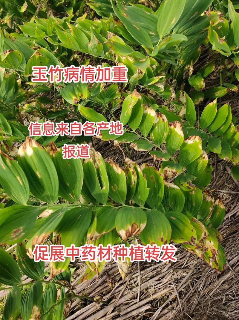 玉竹黄叶的原因和处理办法