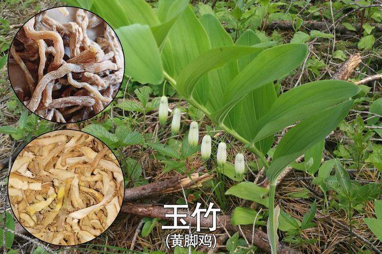 玉竹叶子发黄怎么办补救处理方法