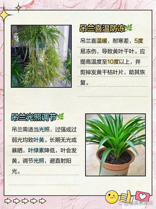 夏天吊兰叶子发黄如何缓解