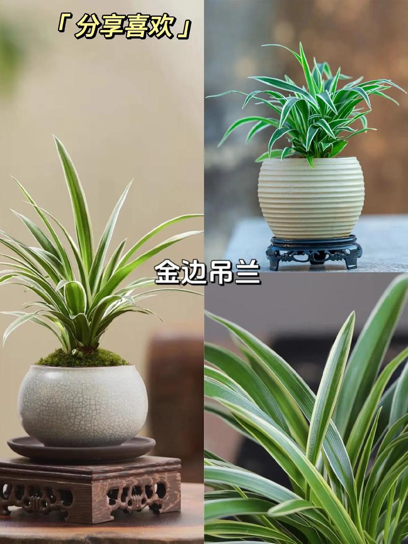 吊兰叶子变黄怎么解决吊兰叶子变黄原因及解决方法