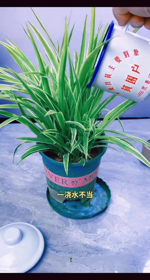 吊兰叶子发黄怎么补救