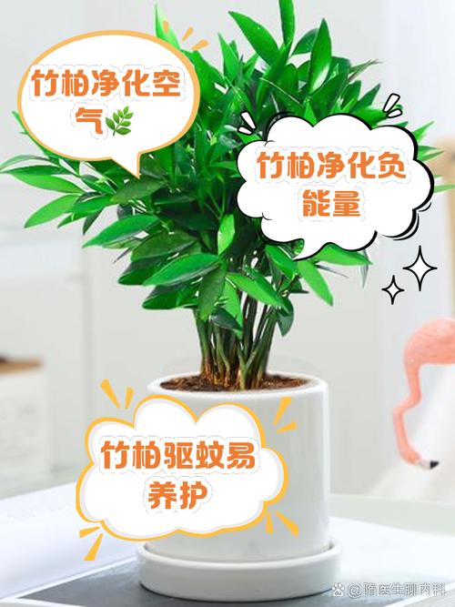 竹柏有什么功效