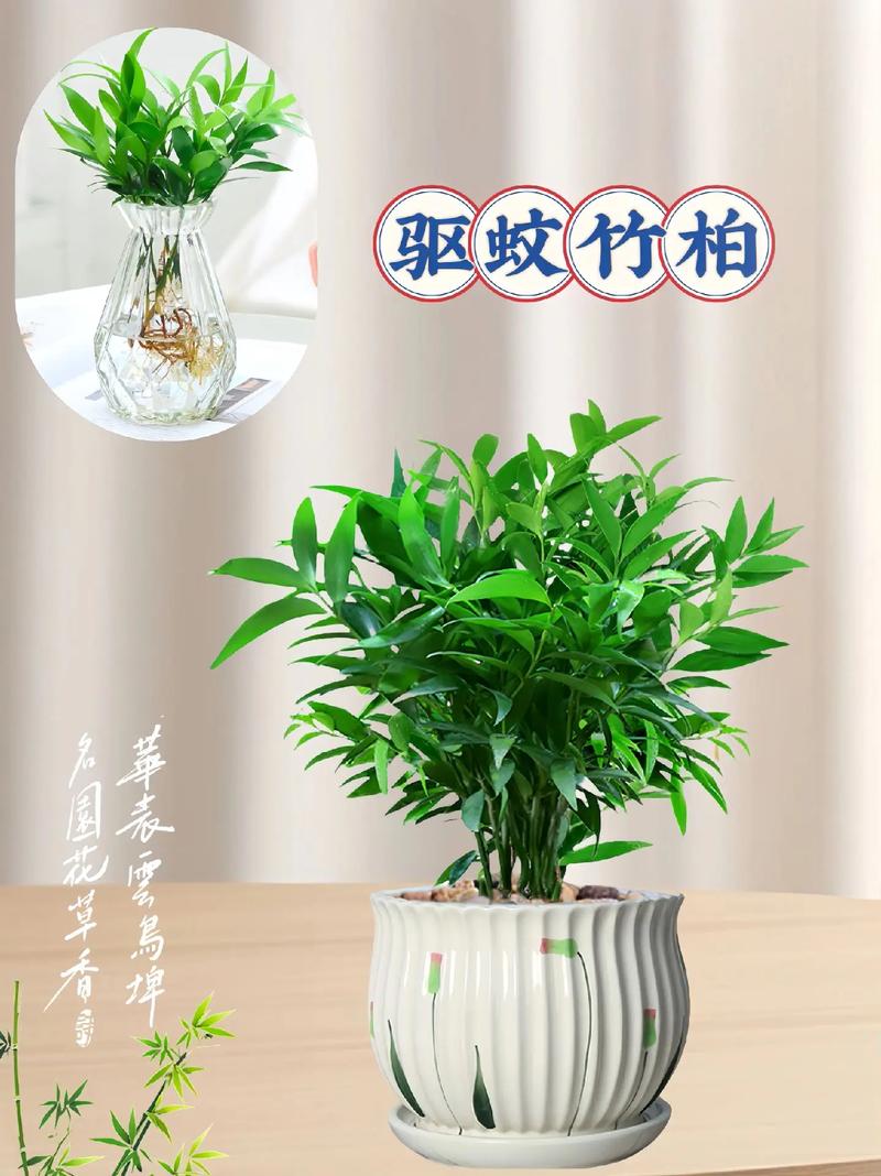 竹柏有什么功效和作用?