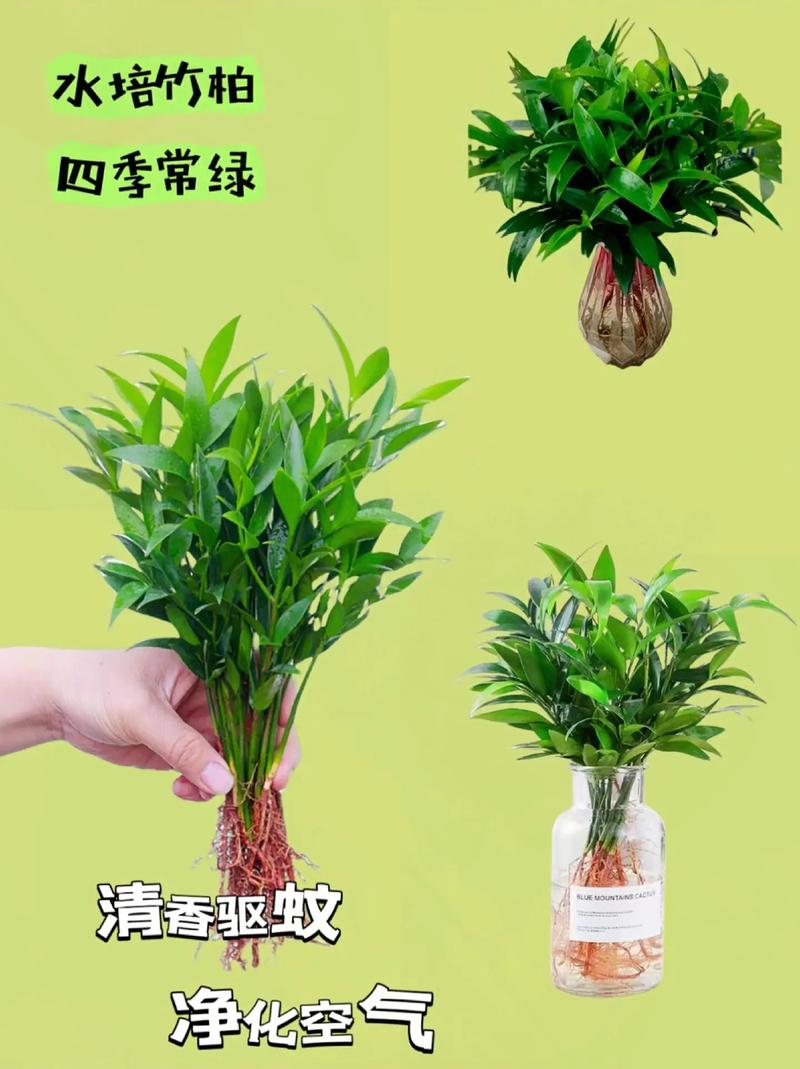竹柏的功效与作用可以驱蚊虫吗