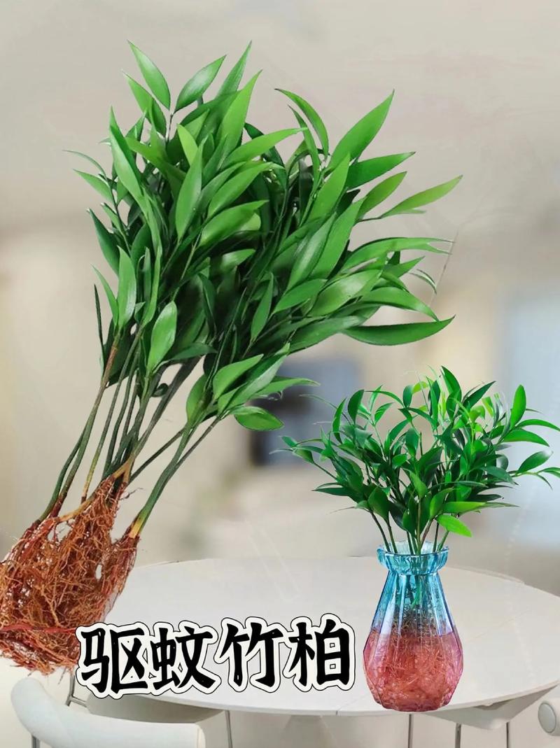 竹柏的功效与作用竹柏的用法