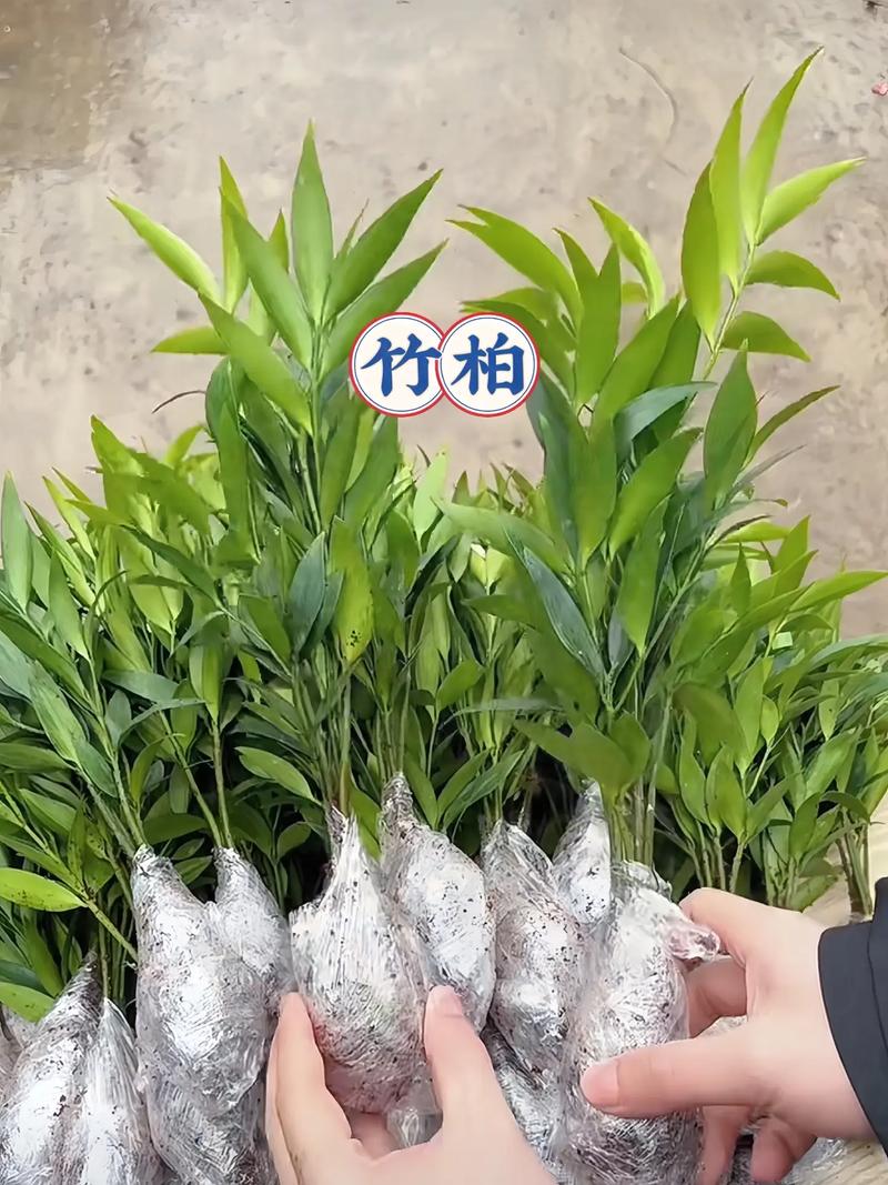 竹柏的功效与作用