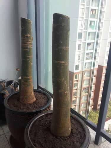 发财树锯掉一截怎么养？发财树主干锯断后怎么处理？