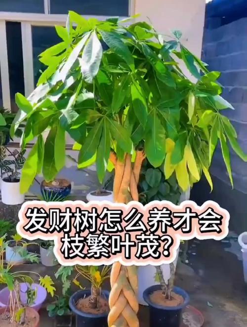 被锯断的发财树怎么养?