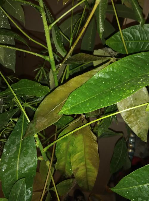 发财树被我锯断一截怎么办啊?