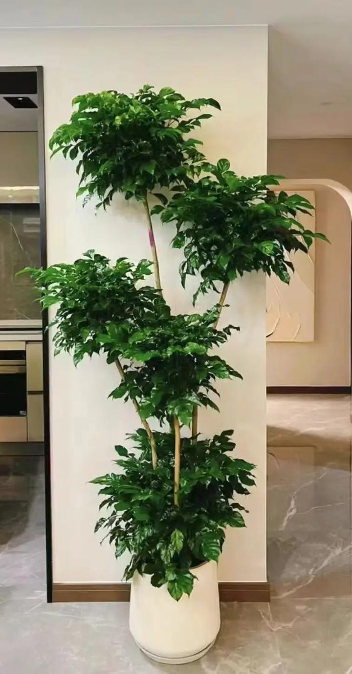 幸福树适合什么样的土壤