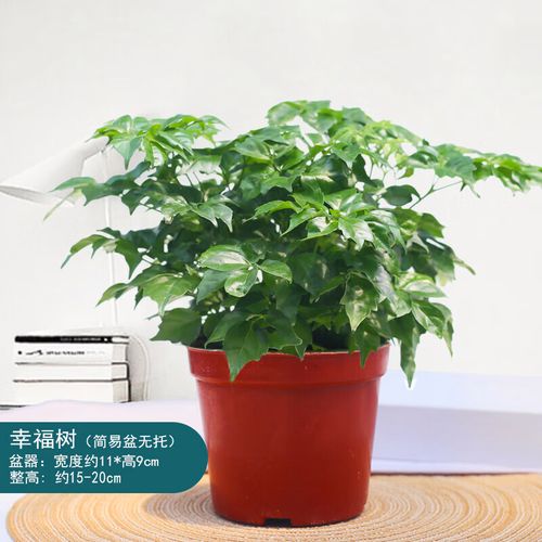 幸福树用什么土养好
