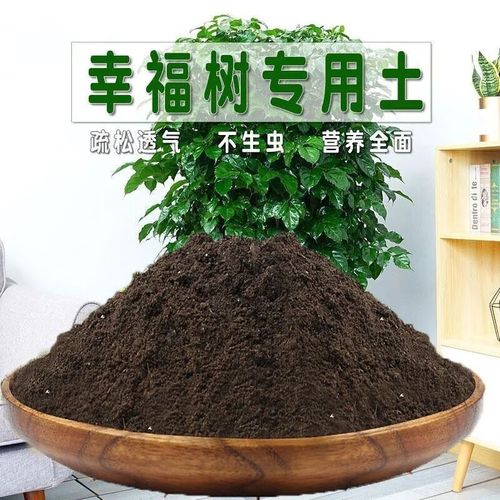 幸福树用什么土壤才能旺盛
