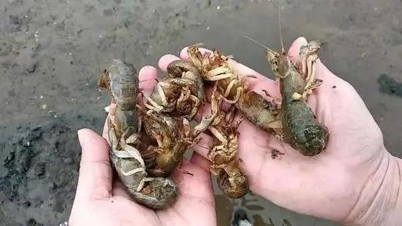 蝼蛄是益虫还是害虫?