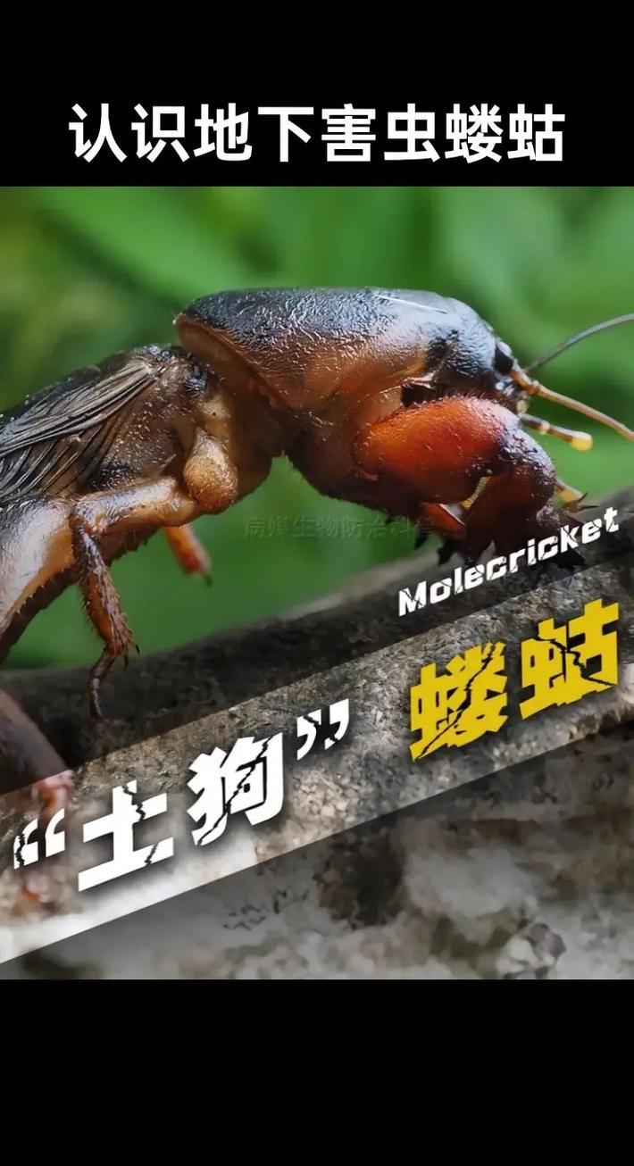 蝼蛄是害虫还是益虫?