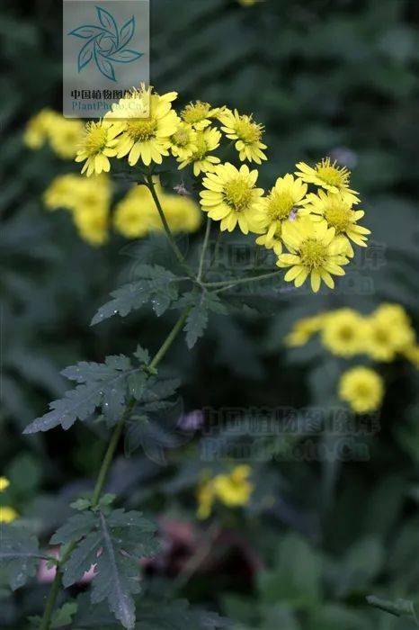 重阳节代表的植物是什么