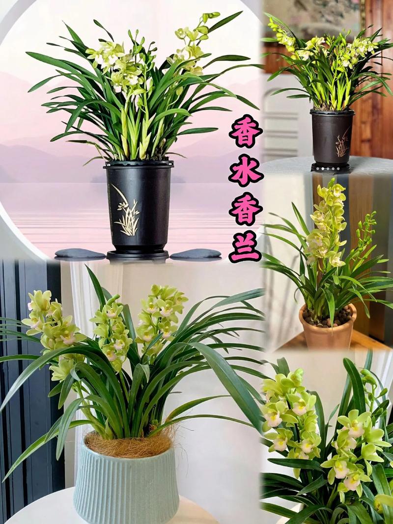 如何养殖香水兰呢?