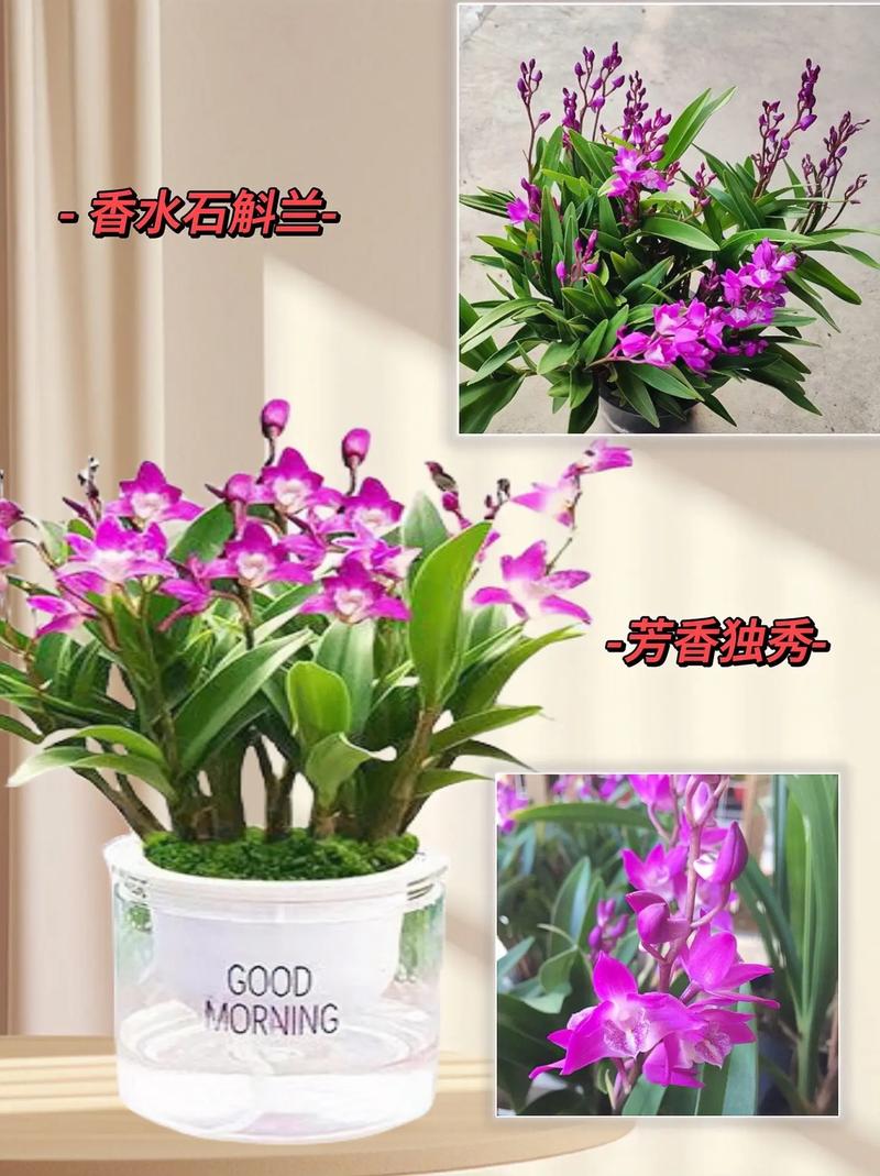 香水兰的养殖方法和注意事项