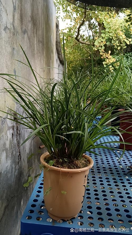 香水兰的种植方法及管理
