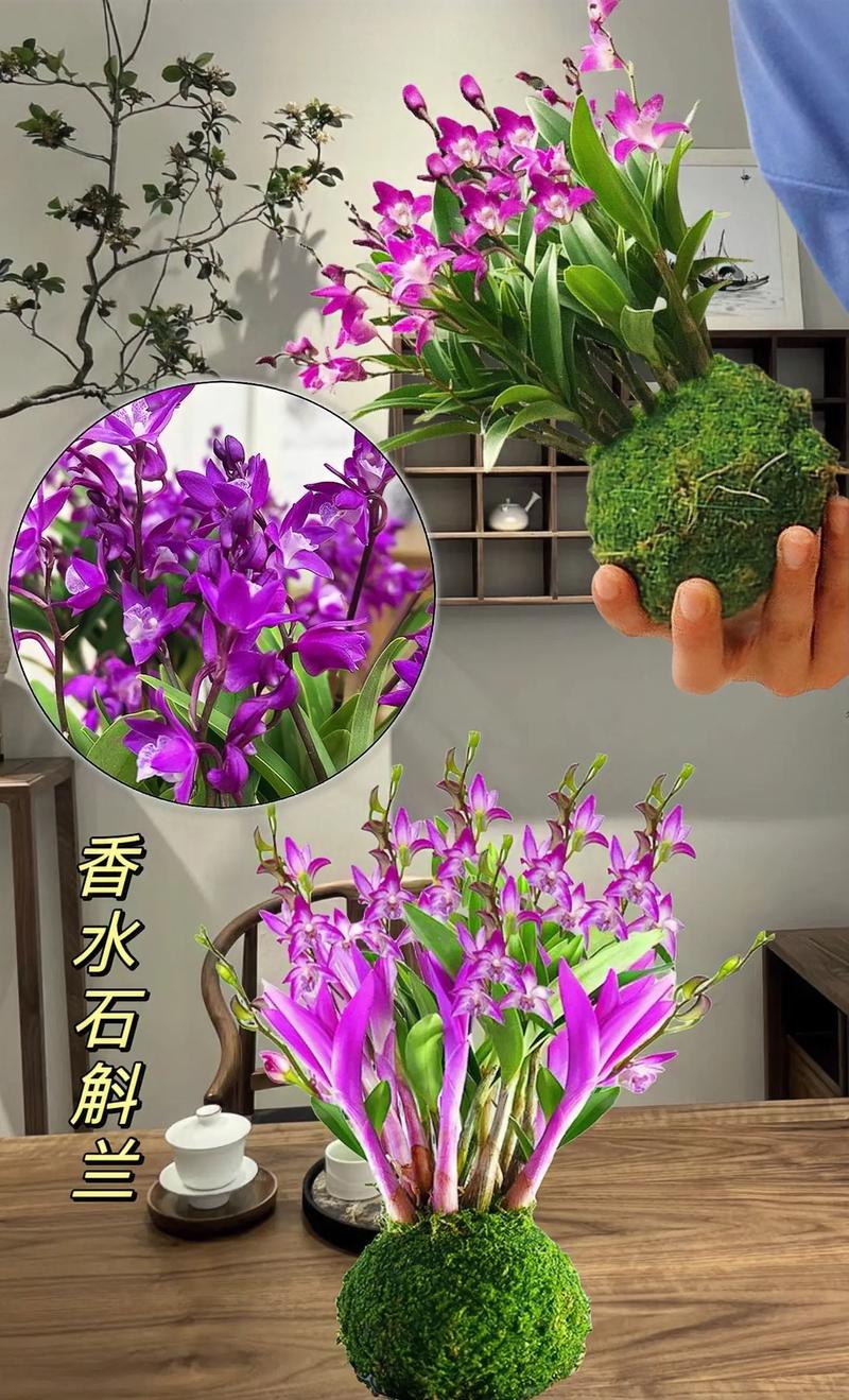 香水兰的养殖方法和注意事项,有什么呢,你知道吗?