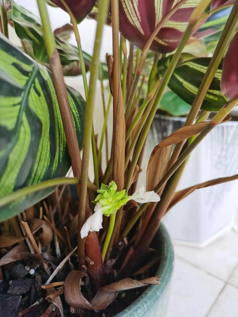 孔雀竹芋有毒吗?
