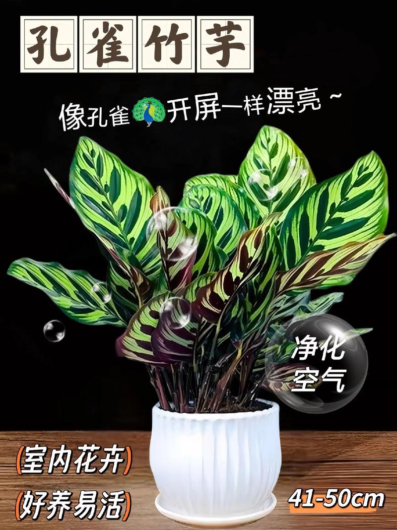 孔雀竹芋可以种在卧室吗,会影响人们傍晚睡眠
