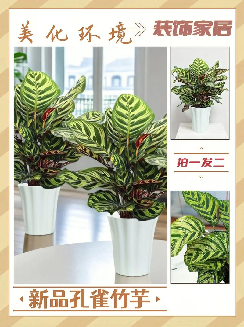 孔雀竹芋有毒吗关于孔雀竹芋有毒吗