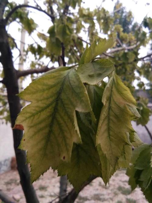 山楂树叶子发黄是什么原因